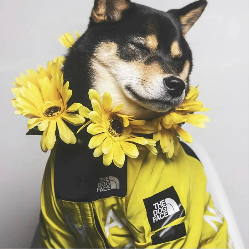 RainPal Dog Coat