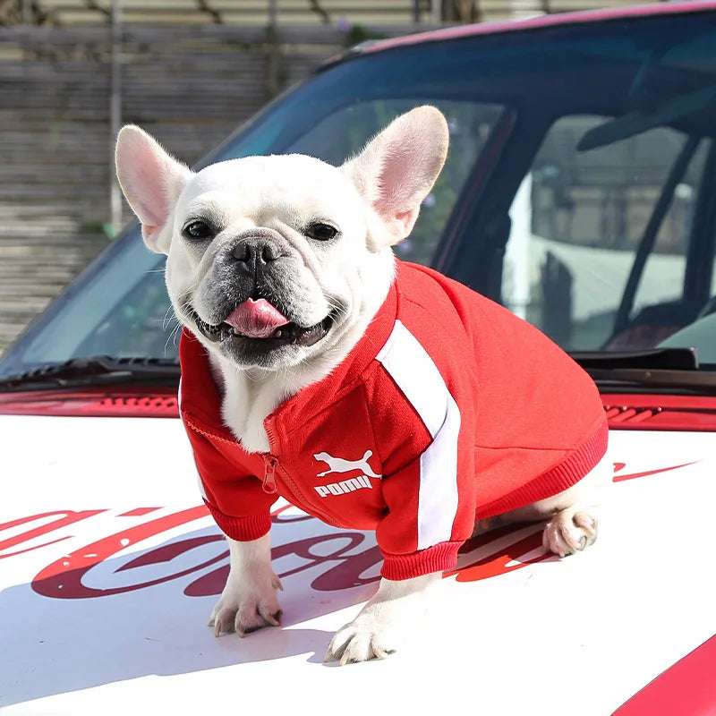 Puppy Pomii Winter Dog Sweatshirt