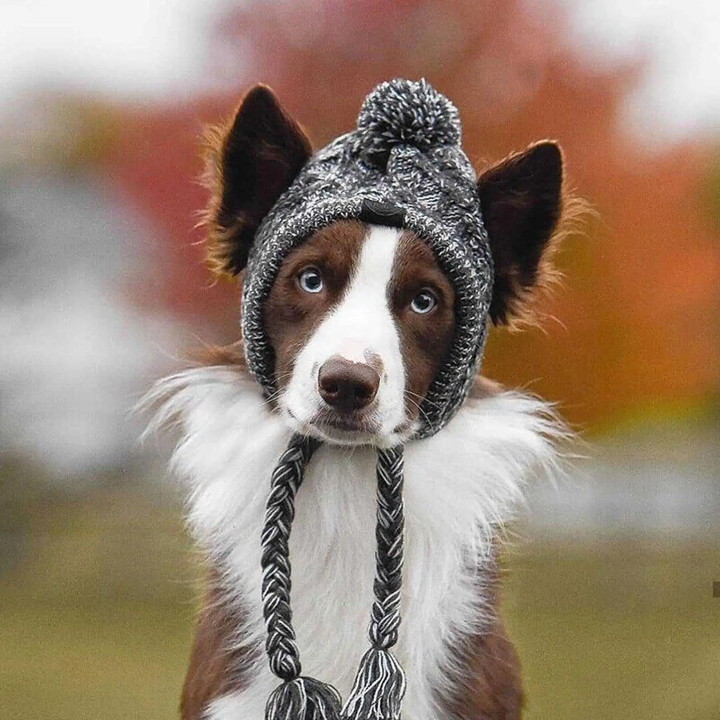 CozyPup Winter Dog Hat