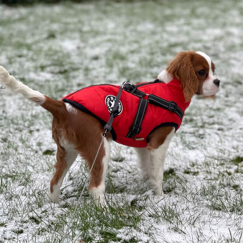Pawsome 3 in 1 Waterproof Dog Jacket